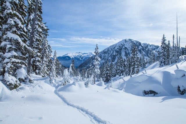 Idyllic winter mountain scene, snow covered trees, fresh powder, Whistler, Canada. 