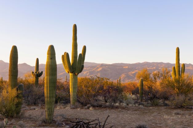 In Tucson AZ