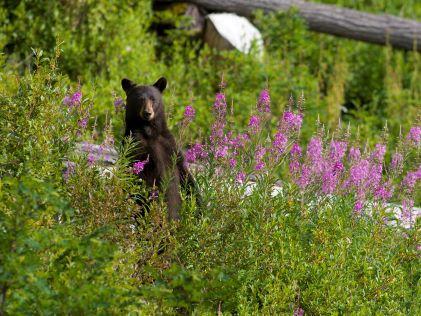 A black bear sitting up in a field of wildflowers in Whistler, Canada, in the spring