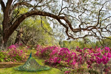 Beautiful garden image, mature Live Oak tree, flowers in bloom, peacock, Charleston, South Carolina. 