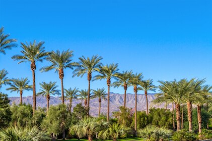 A green landscape with a row of palm trees and mountains in the background in Coachella Valley, California