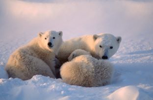Polar bears in snow, blue skies. 