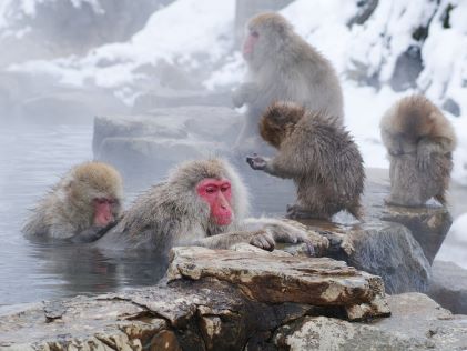Japanese macaques soaking in hot springs at Jigokudani Monkey Park in Japan