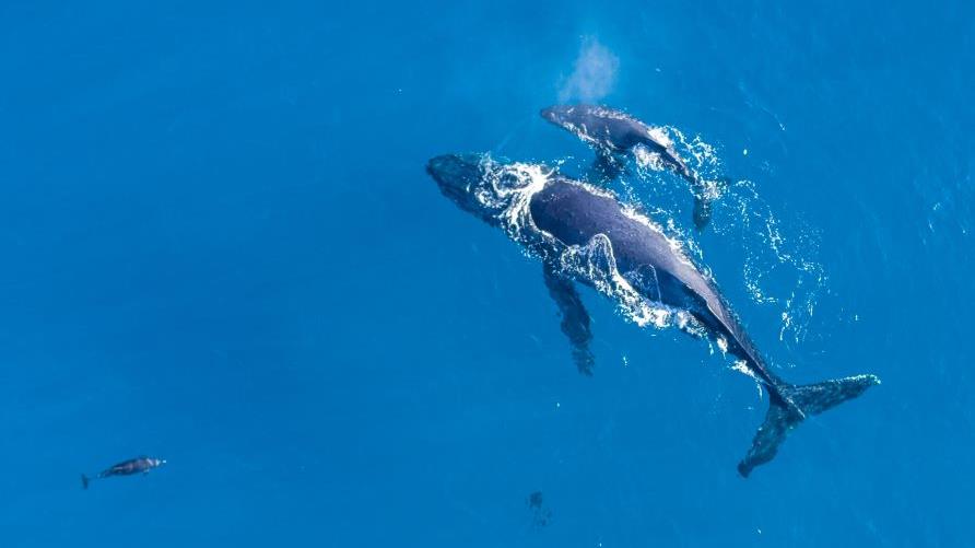 Incredible aerial image, mother and calf humpback whales swimming, crystal blue water, Maui, Hawaii. 