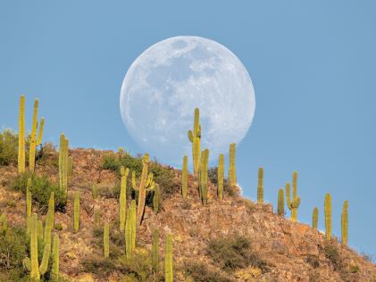 Moon rising over a hill of saguaro cacti during the day near Tucson, Arizona