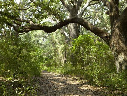 Forest at Myrtle Beach State Park in South Carolina