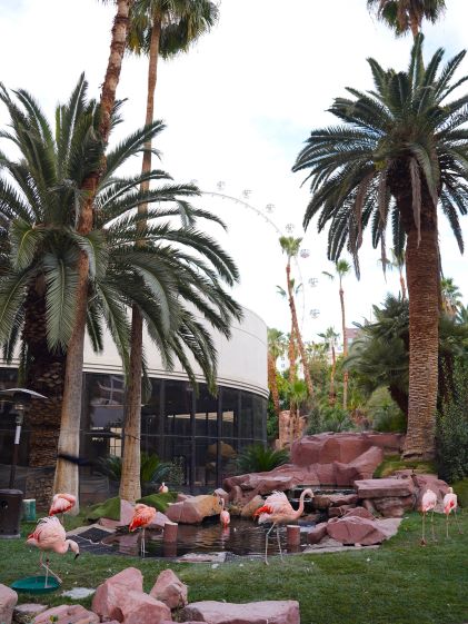 Flamingo Wildlife Habitat in Las Vegas