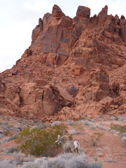 A bighorn sheep among red rocks just outside of Las Vegas