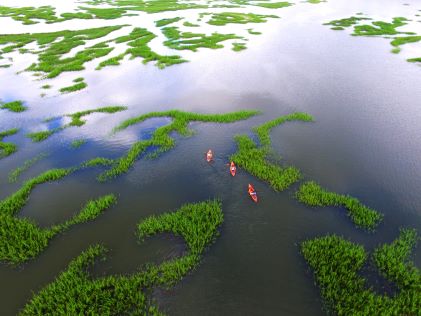 Aerial image, people paddling through marshy waterway, kayaks, Hilton Head, South Carolina.  